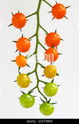 Sungold Tomatoes - Truss von hausgewachsenen reifen, reifen und unreifen Orange, gelb und grün Bio-Kirschtomaten vor weißem Hintergrund Stockfoto