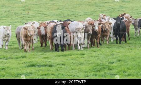 Feld 16:9-Format. Kleine Herde junger Farren, stehend und neugierig auf die Kamera schauend. Für die britische Viehwirtschaft, britisches Rindfleisch. Stockfoto