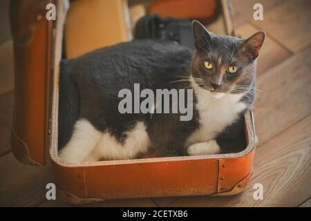 In einem alten orangefarbenen Koffer sind Dinge und eine graue Hauskatze, die bequem darin ist. Dinge für die Reise sammeln. Stockfoto