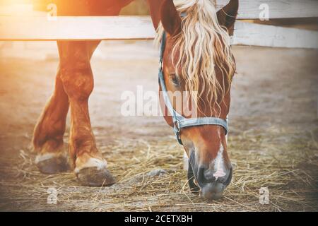 Ein schönes Pferd mit blauem Halfter an der Schnauze steht in einem Fahrerlager mit weißem Zaun und isst Heu, beleuchtet vom Sonnenlicht. Die Pflege des h Stockfoto