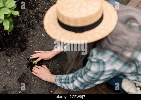 Top close up Ansicht der älteren Floristen Gärtnerin tragen kariertes Hemd und Strohhut, arbeiten mit kleinen Pflanze Sukkulente im Gewächshaus, Putting Stockfoto