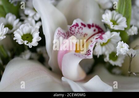 Nahaufnahme, Makroblumensträuße mit Orchidee und weißen Blumen. Heilige Kommunion, Hochzeit. Stockfoto