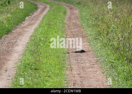 Maulwurf Bau auf einer Feldstraße. Müllhalde der Erde in der Nähe des Erdbodens. Insektengraben (Eulipotyphla). Stockfoto