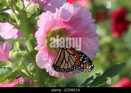 Monarchfalter auf Blumen Stockfoto