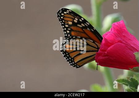 Monarchfalter auf Blumen Stockfoto