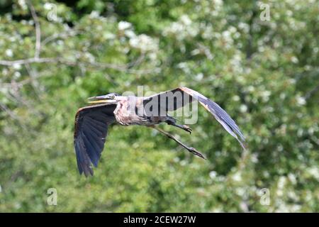 Ein, zwei oder drei Blaureiher im Flug Stockfoto