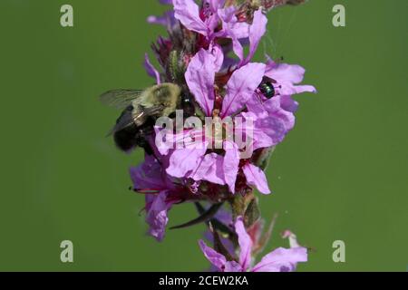 Hummel auf Distel lila Blume oder lose Streit Stockfoto