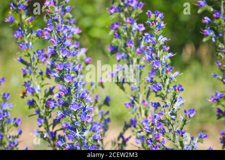Blaue melliferous Blumen - Blaublüten (Echium vulgare). Viper bugloss ist eine Heilpflanze. Makro. Stockfoto