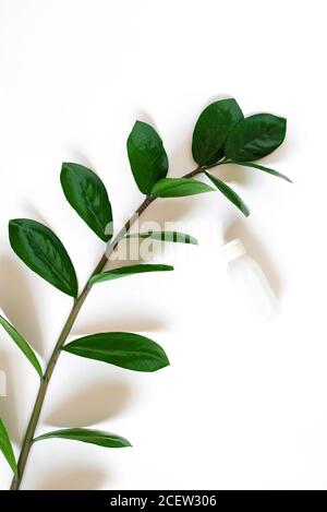 Flach legen Sie die Zusammensetzung mit einem Zweig von zamiokulkas und eine Flasche Creme für den Körper oder das Gesicht, für Hände oder Füße auf einem weißen Hintergrund. Konzept von Stockfoto