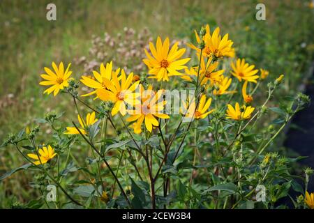 Leuchtend gelbe Blüten der Jerusalemer Artischocke auf der Wiese. Selektiver Fokus. Stockfoto