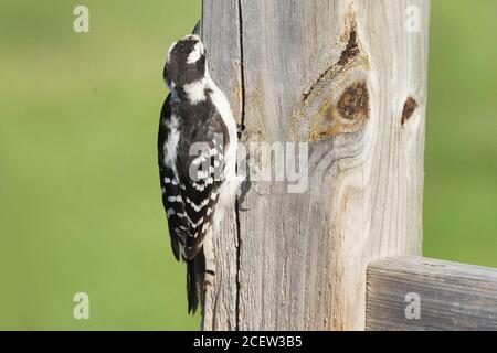 Flauschspecht, der Insekten aus dem Deckholz frisst Stockfoto