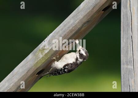 Flauschspecht, der Insekten aus dem Deckholz frisst Stockfoto