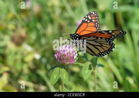 Monarch über Purple Loosestrife Stockfoto