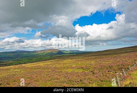 Heidekraut blüht und Schafe weiden im Herbst auf Moor in Die Isle of man Stockfoto