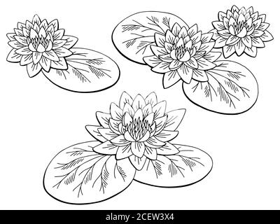 Seerose Blume Grafik schwarz weiß isoliert Skizze Illustration Vektor Stock Vektor