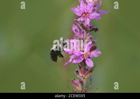 Hummeln in Blumenpflaster Stockfoto