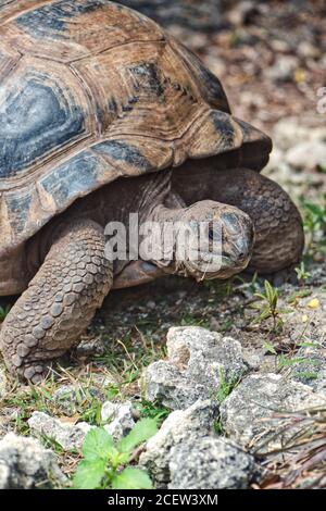 Aldabra Riesenschildkröte auf Ile Aux Aigrettes Koralleninsel in Mauritius Stockfoto