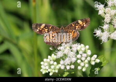 Nördliche Halbmond Schmetterlinge in der Natur Stockfoto