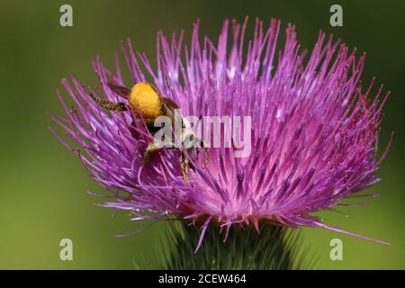 Hummeln und Honigbienen Stockfoto