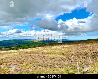 Heidekraut blüht im Herbst auf Moorland auf der Isle of Mann Stockfoto