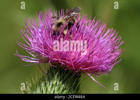 Hummeln und Honigbienen Stockfoto