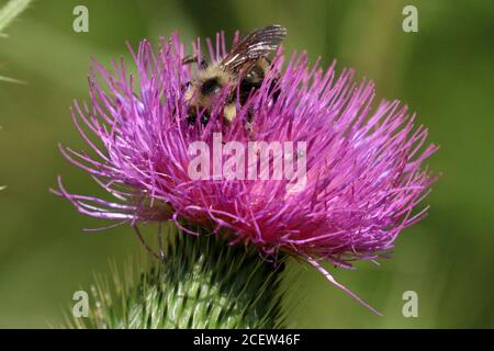 Hummeln und Honigbienen Stockfoto