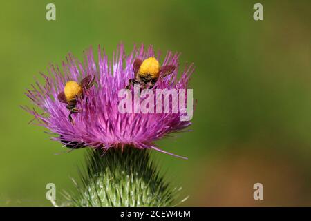 Hummeln und Honigbienen Stockfoto