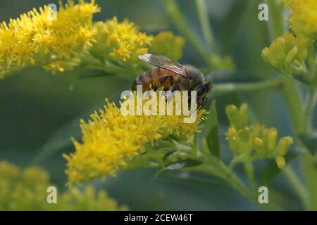 Hummeln und Honigbienen Stockfoto