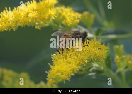 Hummeln und Honigbienen Stockfoto