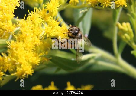 Hummeln und Honigbienen Stockfoto