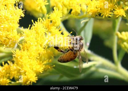 Hummeln und Honigbienen Stockfoto