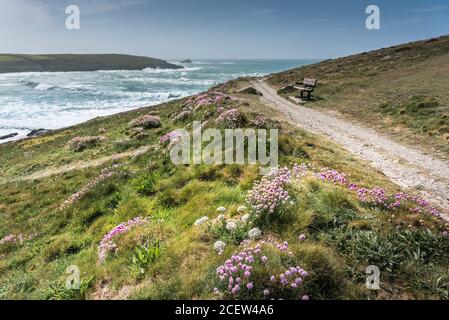 Armeria maritima Seethrift wächst auf dem Pentire Point East in Nequay in Cornwall. Stockfoto