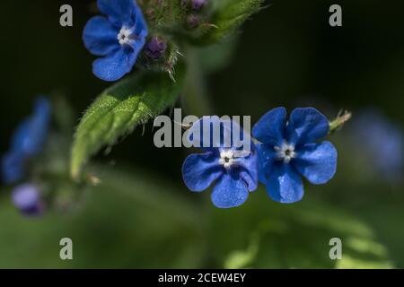Die hübschen blauen Blüten der grünen Alkanet Pflanze. Pentaglottis sempervirens. Stockfoto