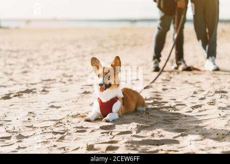 Zugeschnittenes Bild von Menschen, die mit Hund am Strand spazieren. Corgi Welpe liegt auf Sand und schaut weg, wartet jemand. Konzentrieren Sie sich auf Haustier, menschliche Beine auf dem Hintergrund Stockfoto