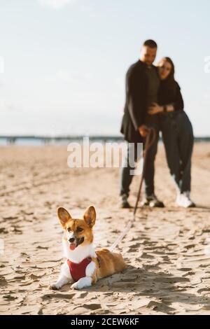 Glückliche Leute, die mit Hund am Strand spazieren gehen. Frau und Mann stehen auf Sandstraße im Freien mit Corgi Welpen. Konzentrieren Sie sich auf Haustier, menschliche Beine auf unscharf Hintergrund Stockfoto
