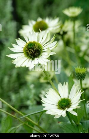 Weiche weiß-grüne Blüten von Echinacea purpurea 'Virgin'. Purpurrote Konelblume 'Jungfrau' Stockfoto