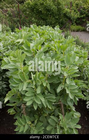 Selbstgewachsene Bio-Breitbohnenpflanze (Vicia faba 'De Monica'), die auf einer Zuteilung in einem Gemüsegarten in Rural Devon, England, Großbritannien, wächst Stockfoto