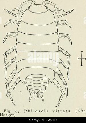 . Bulletin - New York State Museum. Abb. 52 Onicus asellus HÖHERE KRUSTE VON NEW YORK CITY l8t Länge 12-18 mm. Farbe tiefen Schiefer, die lamellaren Kanten weiß und eine Reihe von weißen Flecken innerhalb der ^dgi^. Gefunden unter der Rinde von toten Bäumen oder unter Baumstämmen und Steinen und in Gewächshäusern. (3ccurs alle overthe eity. Philoscia vittata Sagen Philoscia vittata Sagen. /. c. 1818. S. 4-29. DeKayHarger. /. c. 1880.Richardson. /. c I. c. 1844. S.50.S.306, pi.I, Abb.I.1901. S.565. Drei. (Nach dem Flagellum der Fühler verbunden; Kopf gerundet. Eine viel kleinere Art als dievorhergehende, von der sie sich durch das Fehlen des p unterscheidet Stockfoto