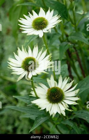 Weiche weiß-grüne Blüten von Echinacea purpurea 'Virgin'. Purpurrote Konelblume 'Jungfrau' Stockfoto