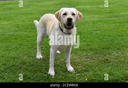 Gelber labrador steht im Feld, während er während der Trainingsübung den Anweisungen zuhört. Stockfoto
