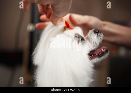 Portrait von entzückenden weißen dekorativen Hund gepflegt.Professionelle Groomer Kämme Aus Welpen Haar in der Nähe up.Adorable Maltese doggy auf Groomer Tabelle Stockfoto