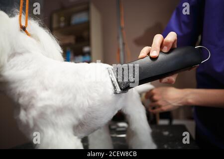 Groomer Rasur Maltese Welpen in Pflege Salon.Professional rasiert dekorative weiß Spielzeug Hund mit Elektrorasierer Maschine in der Nähe.Haustier Gesundheitspflege Ein Stockfoto