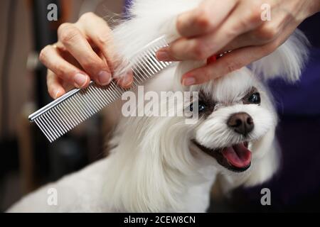 Portrait von niedlichen weißen maltesischen Welpen in Tierarzt gepflegt Clinic.Adortable Spielzeug Hund in Pflege Salon.Happy Haustier posiert auf Groomer Tabelle in Klo Stockfoto