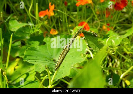 Raupen essen kletternde Kapuzinerblätter in einem kleinen Garten Im August Carmarthenshire West Wales Großbritannien KATHY DEWITT Stockfoto