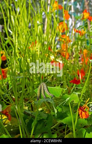 Raupen essen kletternde Kapuzinerblätter in einem kleinen Garten Im August Carmarthenshire West Wales Großbritannien KATHY DEWITT Stockfoto