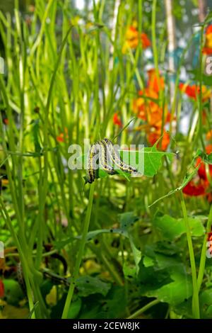 Raupen essen kletternde Kapuzinerblätter in einem kleinen Garten Im August Carmarthenshire West Wales Großbritannien KATHY DEWITT Stockfoto