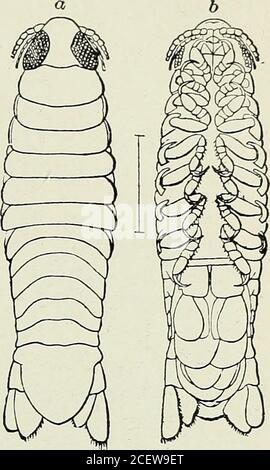 . Bulletin - New York State Museum. Abb.-. 42 Cyathura carinata (nach Harger) HÖHERE KRUSTE VON NEW YORK CITY ^7Z Aegathoa loliginea llargcr A e g a t h o a 1 o 1 i g i n e a Harger. Am Jour. Sci. Ser. 3, 1878. 15 1376.Harger. /. c. 1880. S. 393, pi.10, lig.66. Richardson. /. c. 1901. S. 526. Kopfvorderseite gleichmäßig gerundet, Augen^- groß. Fühler 10, gezinkt. Firstthoracic segTiient länger als andere, die gleich lang sind. Die Beine sind mit stark gebogenen Krallen versehen. Pleon lang- und groß, Uropoda leicht ciliiert.(die Uropoda in den Exemplaren nahmen HKE den rechten Uropoden in der Abbildung.) Paras Stockfoto