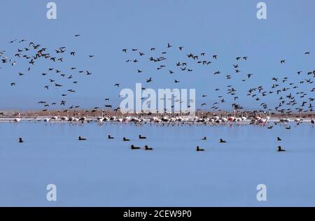 Größere Flamingos im See Stockfoto