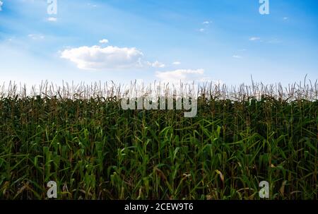 Maisfeld unter blauem Himmel am Sommerabend.natürliche Pflanzen wachsen Auf bäuerlichem Bauernhof.kultivierte Kornfelder mit Bio-Lebensmitteln Stockfoto