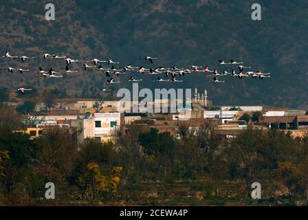 Größere Flamingos im See Stockfoto